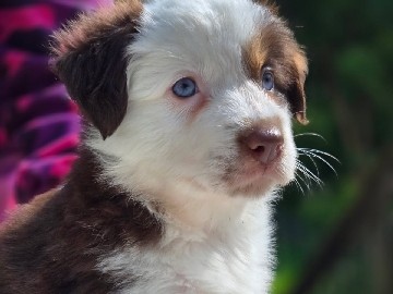 Lola, Purebred Australian Shepherd 