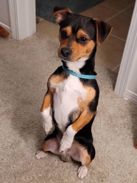 Chihuahua – Looking to rehome