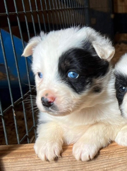 Australian Shepherd – Austrian Shepherd Puppy