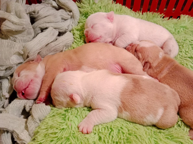 Bulldog – Newborns