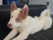Pomsky – Pomsky puppy – Spanaway