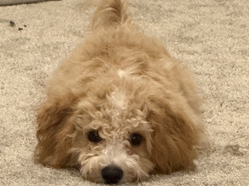 Poodle – 8 month miniature poodle/bichon frise mix – Frisco
