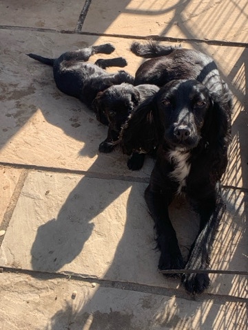 cocker pups ready 5th august