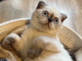 British Shorthair – BKH kitten – Friedberg (Hessen)