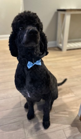 Poodle – Standard Poodle 4 years old for rehome