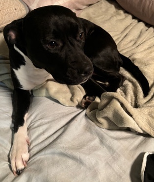 American Pit Bull Terrier – Beautiful 2 year old female
