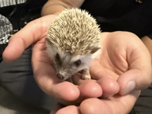 Baby Hedghogs for Sale!