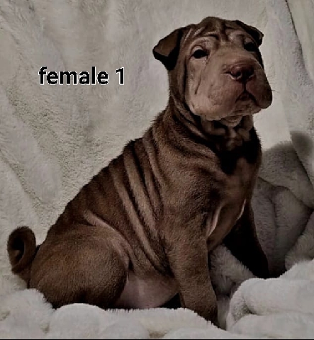 Shar Pei – Purebred Chinese Shar-pei puppies