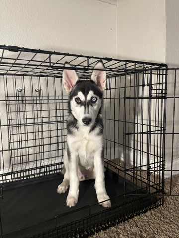 Siberian Husky – sky