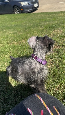 Miniature Schnauzer – Black Merle schnauzer – Friendswood