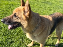 German Shepherd – German Shepherd – Long Beach