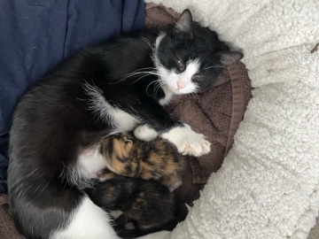 2 Female calico kittens – College Park