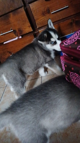 Siberian Husky – almost 3 month old husky puppy