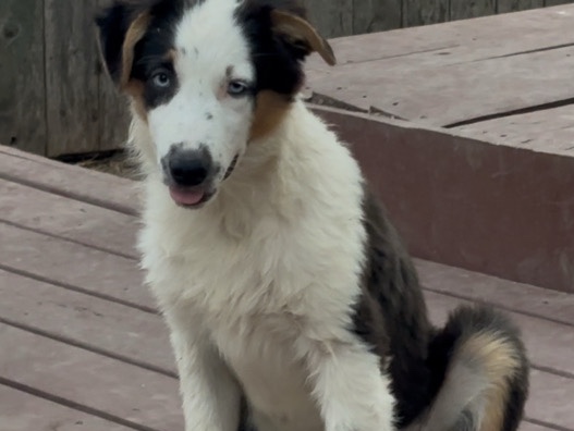 Australian Shepherds