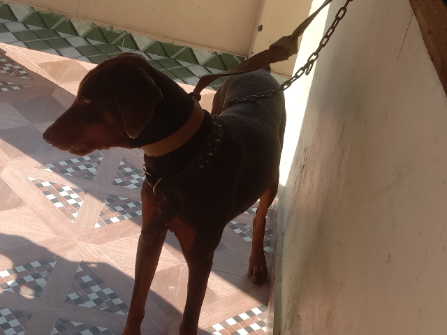 Doberman Pinscher – dog selling – Dehradun