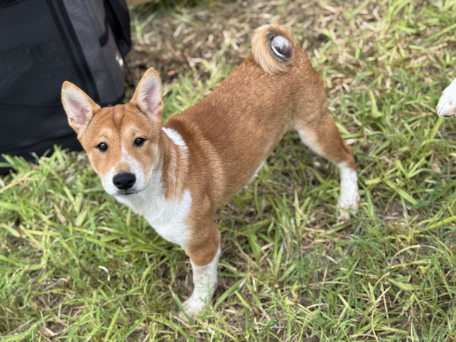 Shiba Inu – Shiba Inu Pups – McAllen