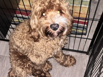 Cavapoo – Gentle Cavapoo/ rehome fee negotiable – Central Islip