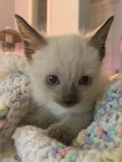 kittens!!