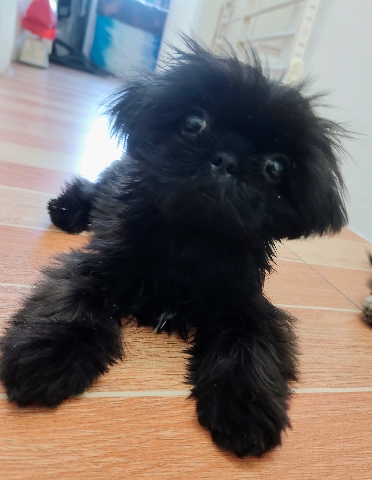 Shih Tzu – Shih Tzu LiverLine Puppy