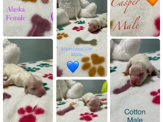 Cockapoo – cockapoos – Miami