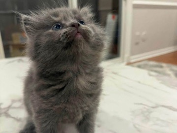 Persian (Traditional) – Dollface Persian kitten – Parma