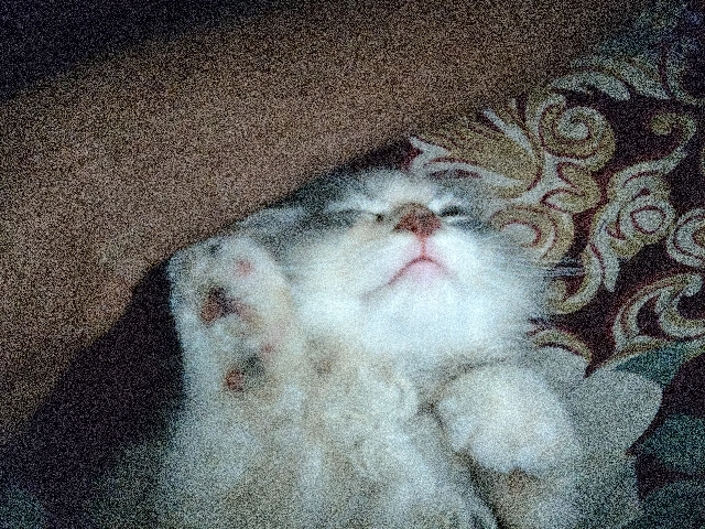Persian (Modern) – Adorable Persian Kitten for Sale – 2 Months 15 Days Old in New Delhi – New Delhi