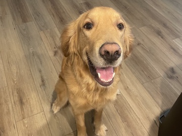Golden Retriever – Koda Needs A new Home. – Copperas Cove