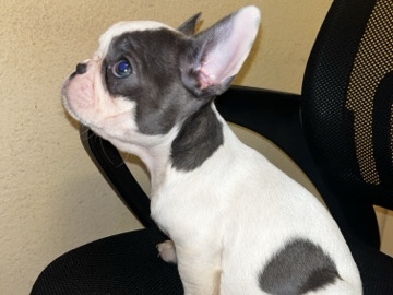 French Bulldog – 🐾 🚺Premium French Bulldog Puppy Available – Antioch
