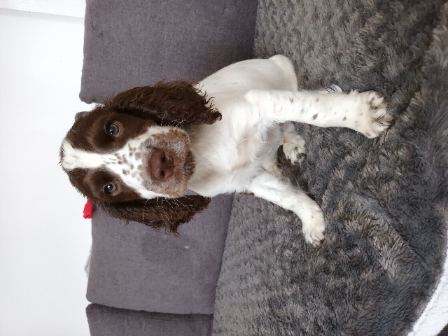 cocker spaniel white and brown