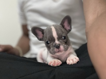 French Bulldog - French Bulldogs available for adoption in Columbia