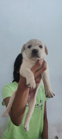 Labrador Retriever – Lab pappies