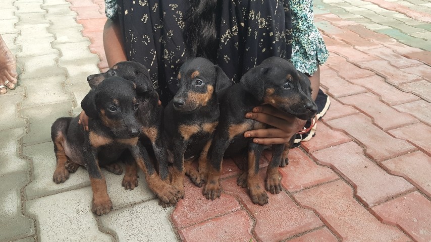 Doberman Pinscher – Doberman puppy 🐶