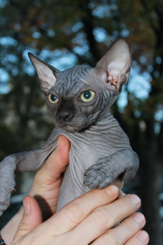 Sphynx – Sphynx kitten