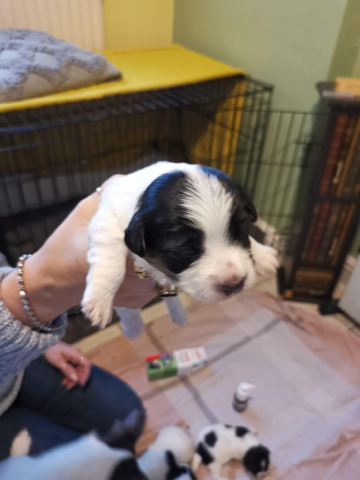 Jack Russell Terrier – jackawawa puppies