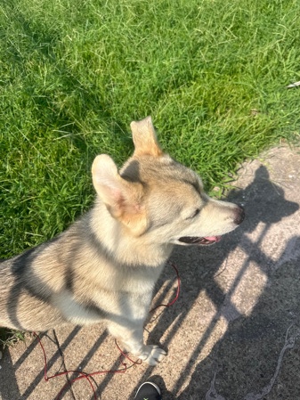 He very playful he has been in the house since i got him from two months old . He will protect you 