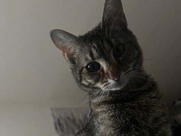 Friendly 3-Year-Old Cat Available for Adoption in Minneapolis – Minneapolis