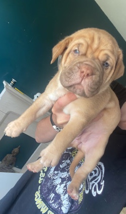 Neapolitan Mastiff – ultimate mastiffs, Large do