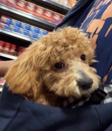 Male Maltipoo