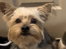 Rehome Yorkie