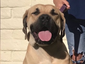 Cane Corso – Female Cane Corso
