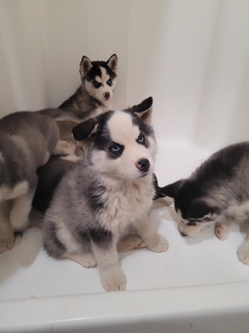 husky