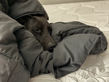 Mixed Breed – Please Help Me Find a Loving Home For My Dog Max – Needham
