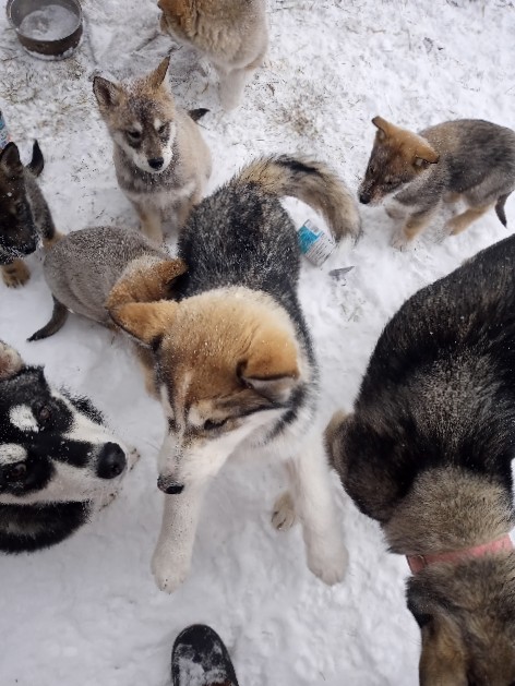 Siberian Husky – wolfdog pups