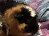 Adopt Guinea Pig Guinea Pig for sale in Santa Clarita