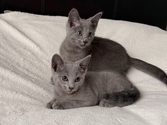 Russian Blue – Russian Blue Kittens - 2 boys and 1 girl – Wellingborough