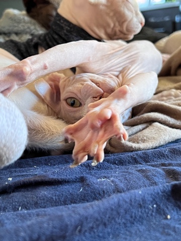 Sphynx – White Male Sphinx
