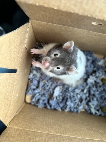 Syrian Long Haired Hamster