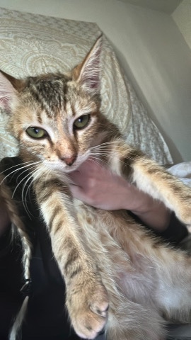 Toyger – Toyger kitten
