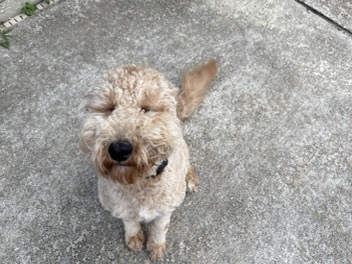 Goldendoodle – Goldendoodle Puppy: Levi – Beaumont