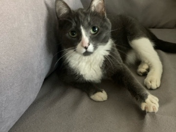 American Shorthair – Lana – Las Vegas